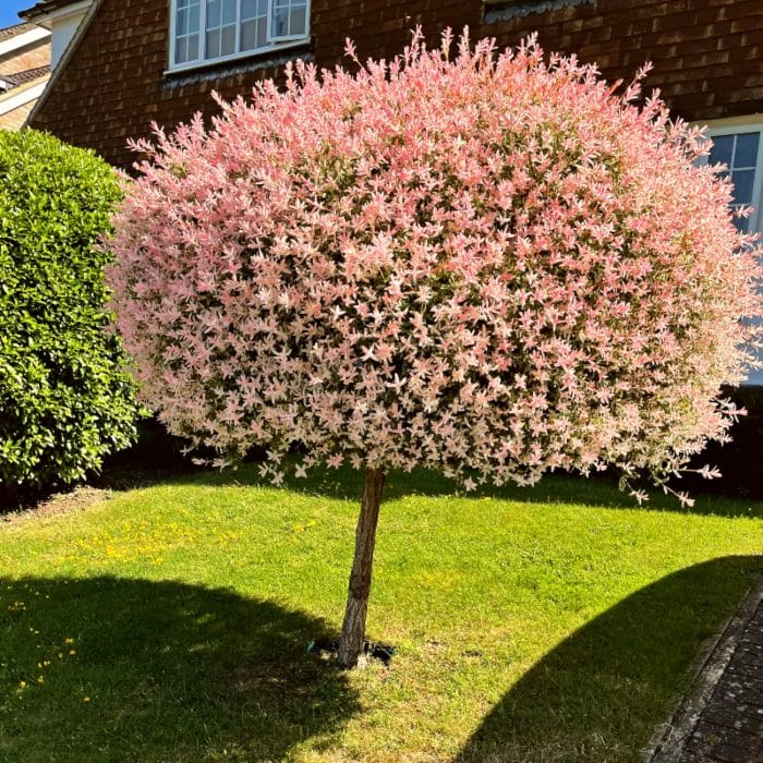 Flamingo Willow Tree | Salix integra 'Hakuro-Nishiki' - Image 4