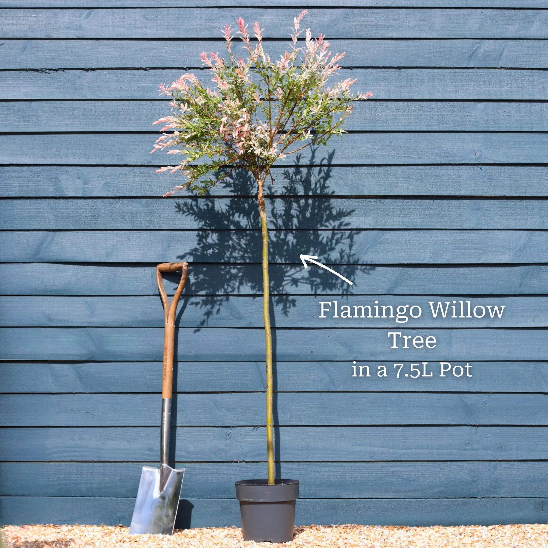 Flamingo Willow Tree | Salix integra 'Hakuro-Nishiki' - Image 10