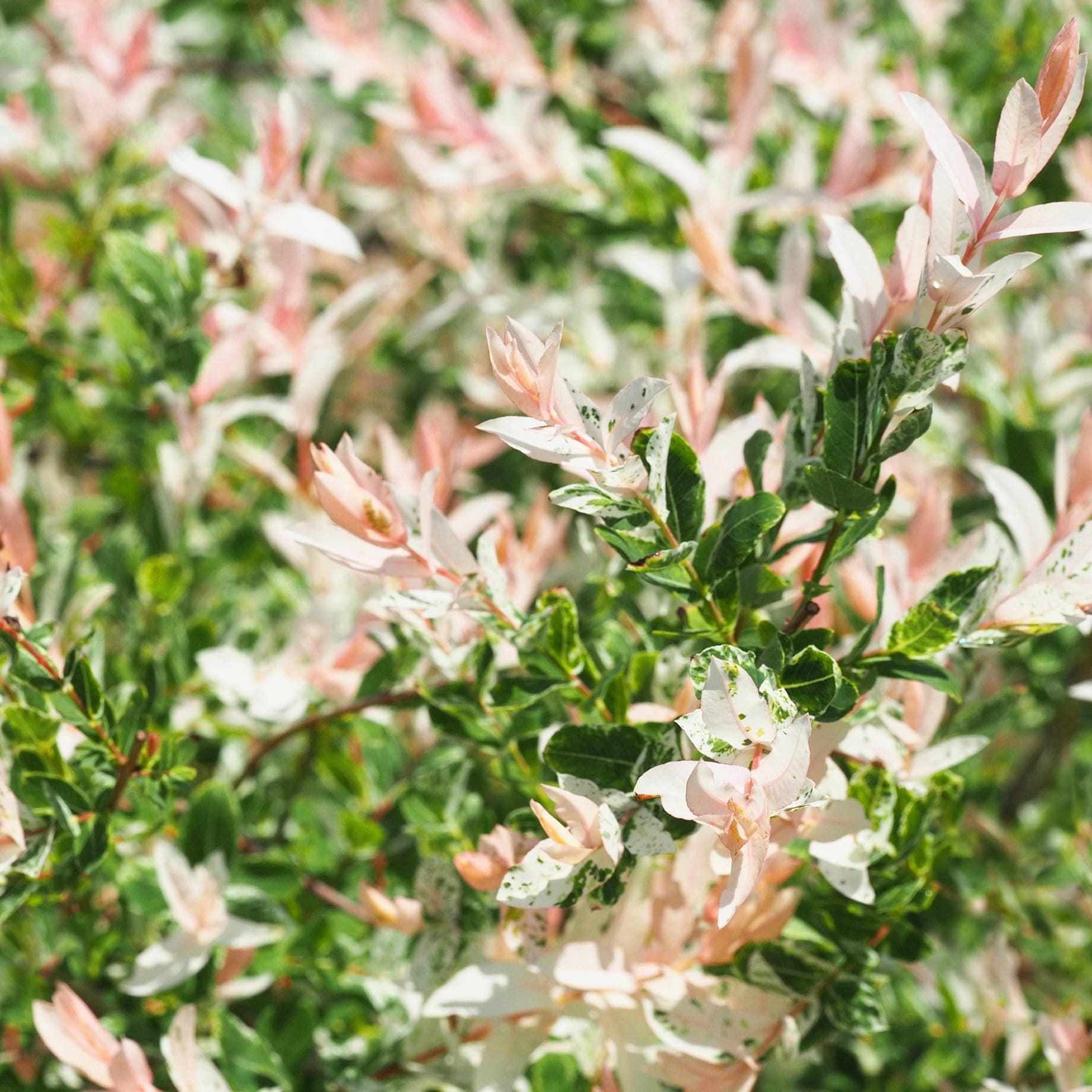 Flamingo Willow Tree | Salix integra 'Hakuro-Nishiki' - Image 5