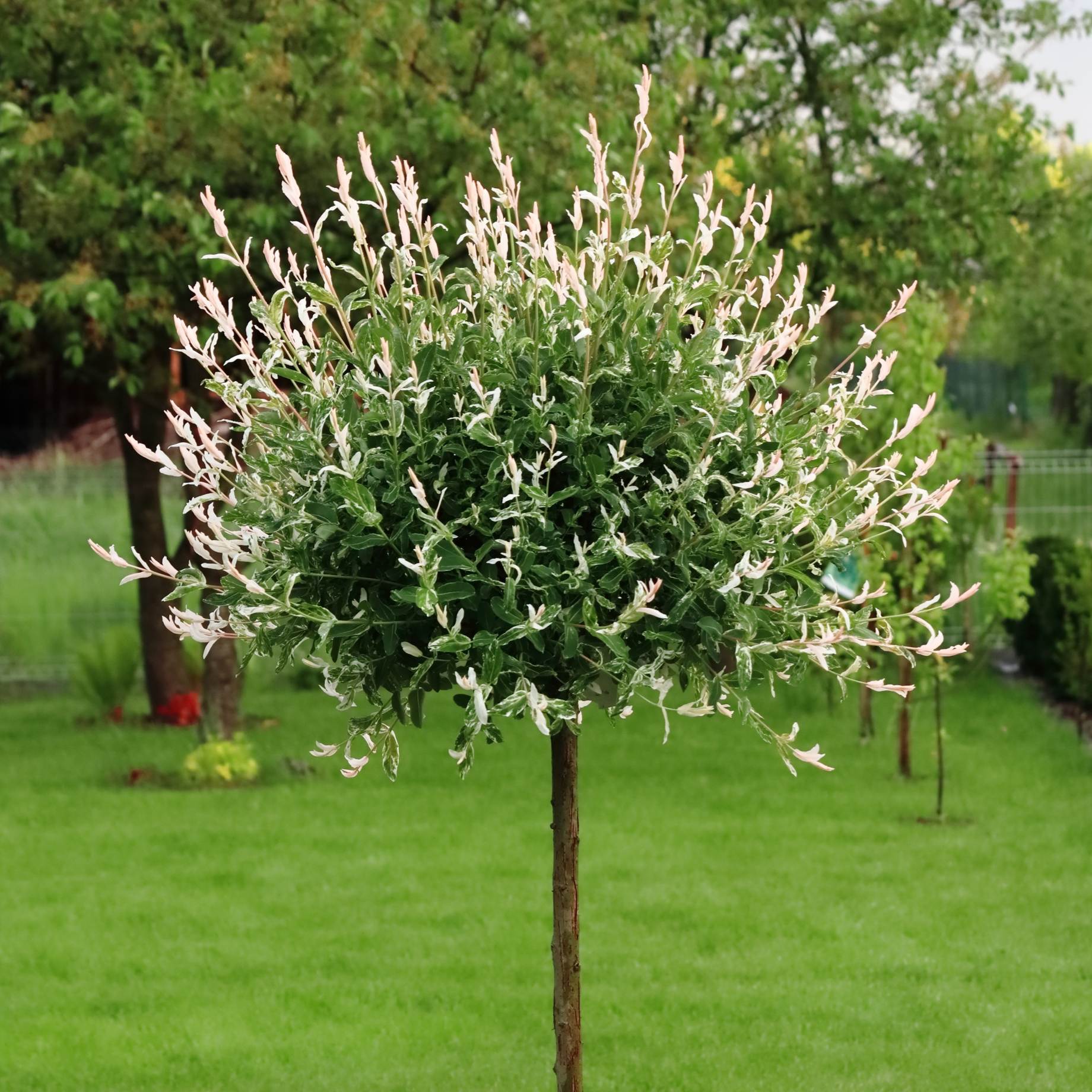 Flamingo Willow Tree | Salix integra 'Hakuro-Nishiki' - Image 7