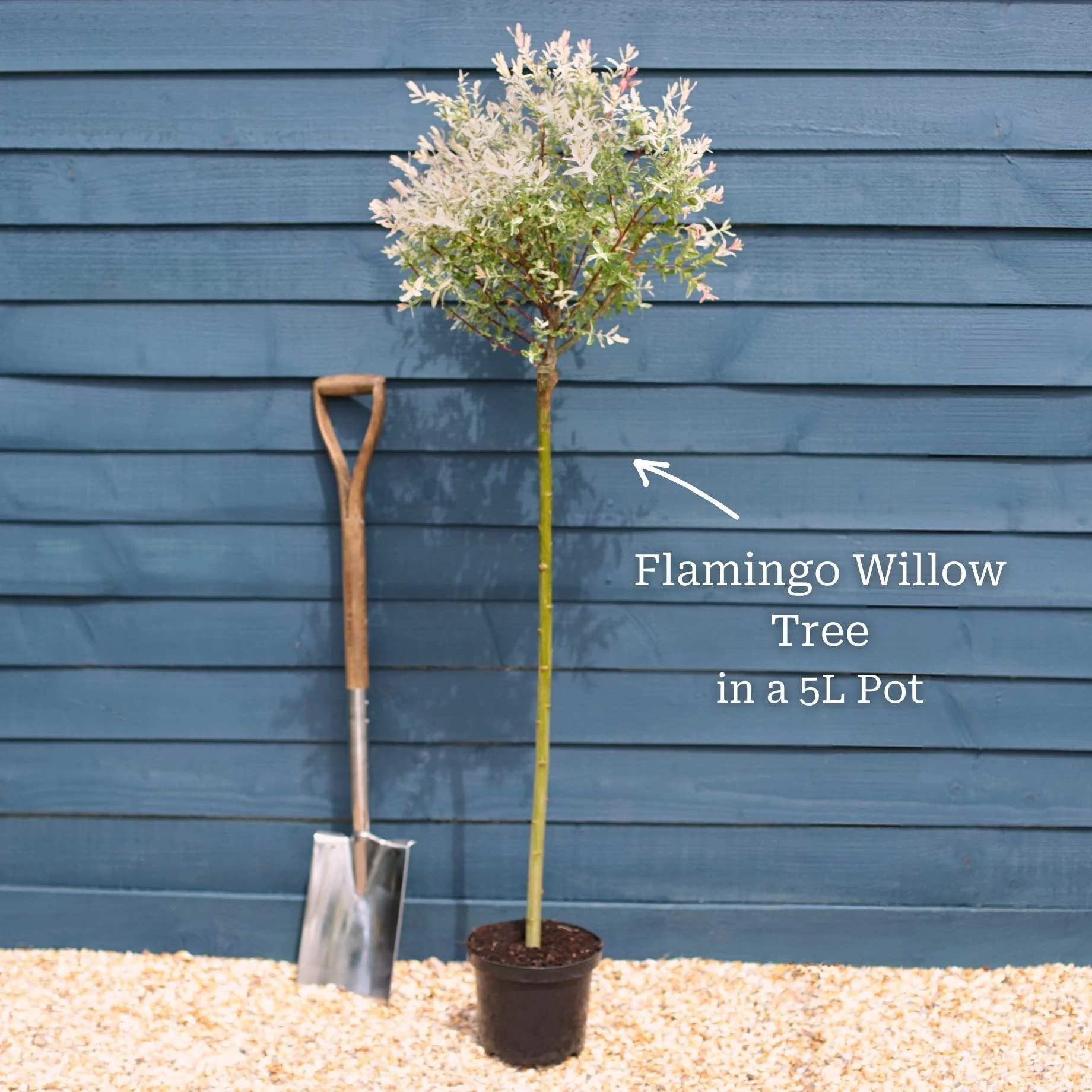Flamingo Willow Tree | Salix integra 'Hakuro-Nishiki' - Image 9