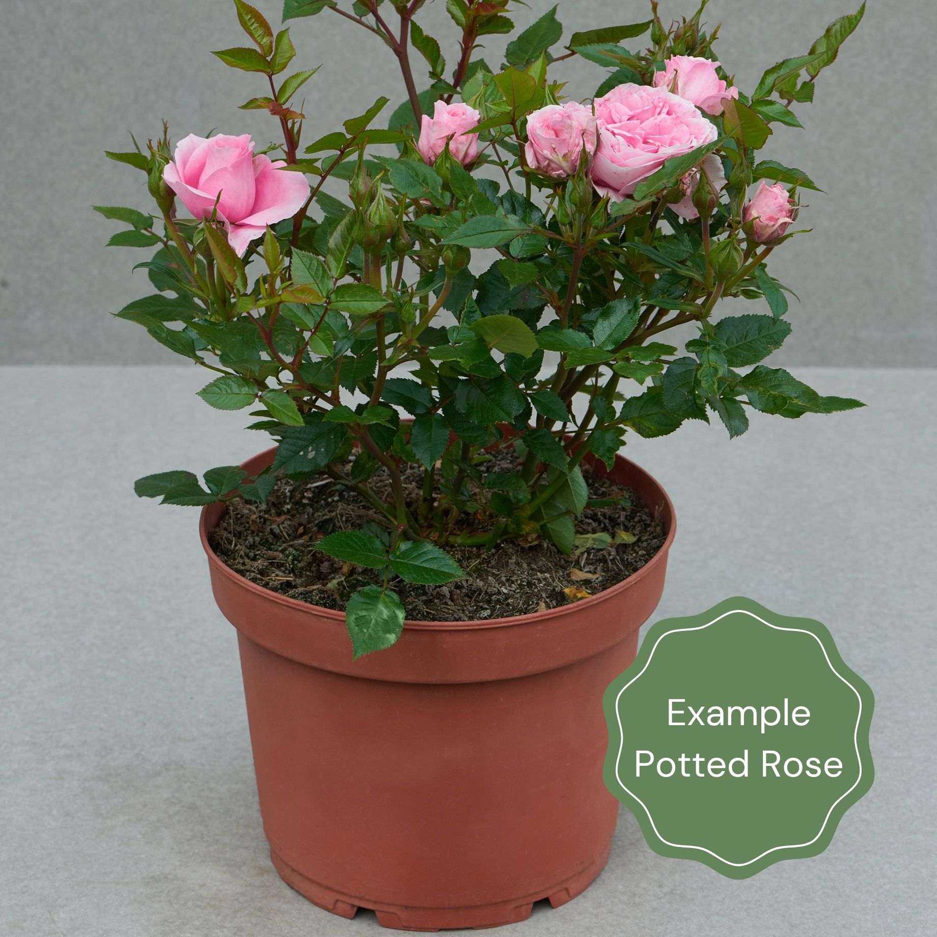 'Florentina' Climbing Rose - Image 2