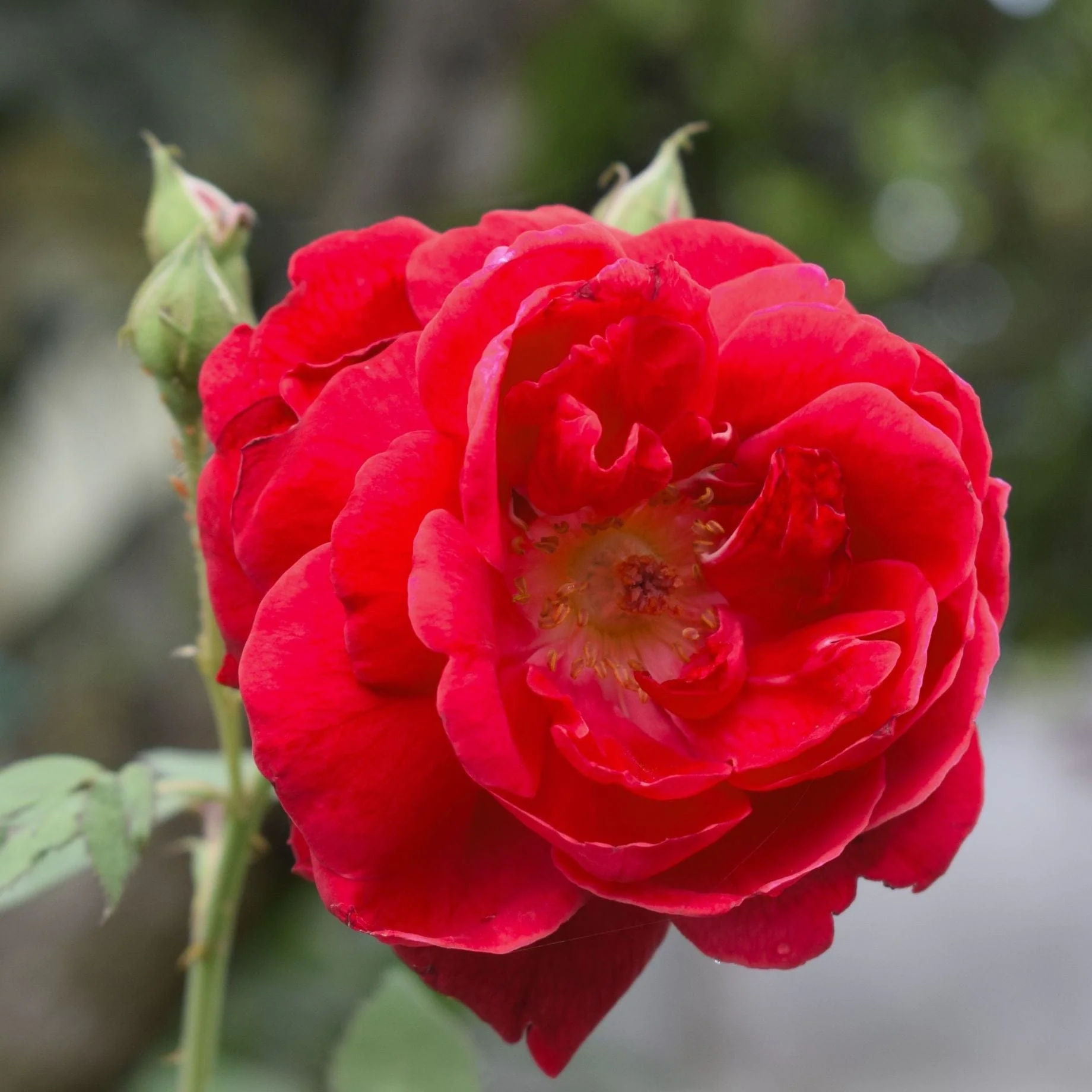 'Flower Carpet Scarlet' Carpet Rose