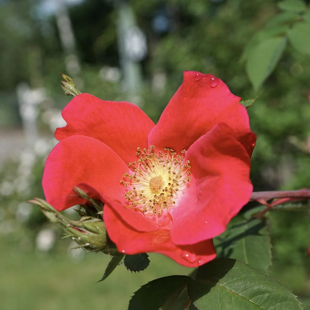 'Flower Carpet Sunset' Carpet Rose