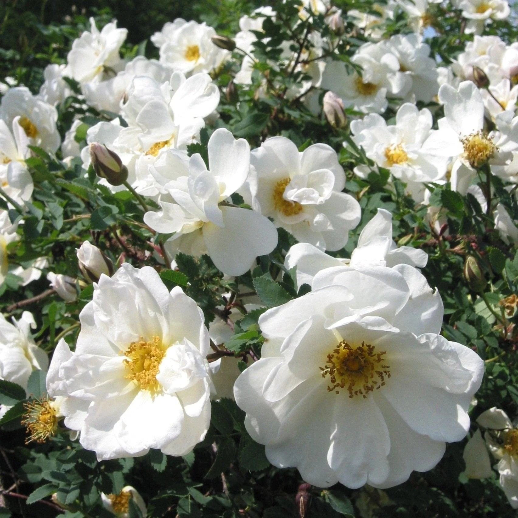 'Flower Carpet White' Carpet Rose