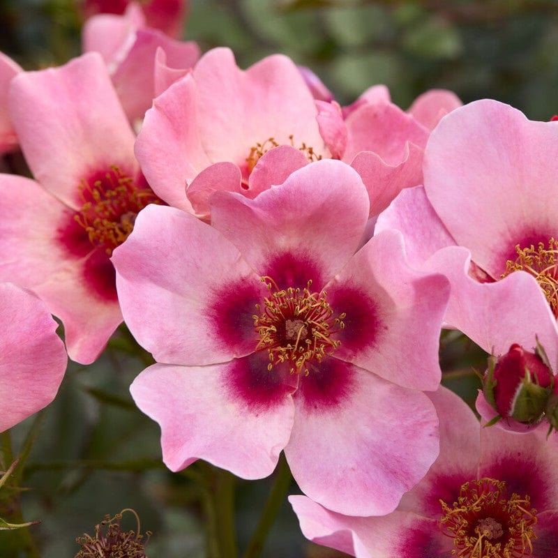 'For Your Eyes Only' Floribunda Rose - Image 2