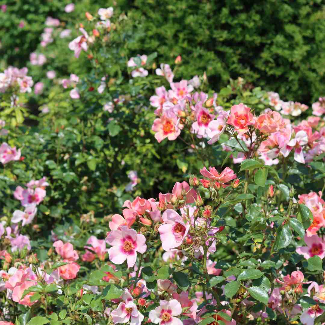 'For Your Eyes Only' Floribunda Rose - Image 3