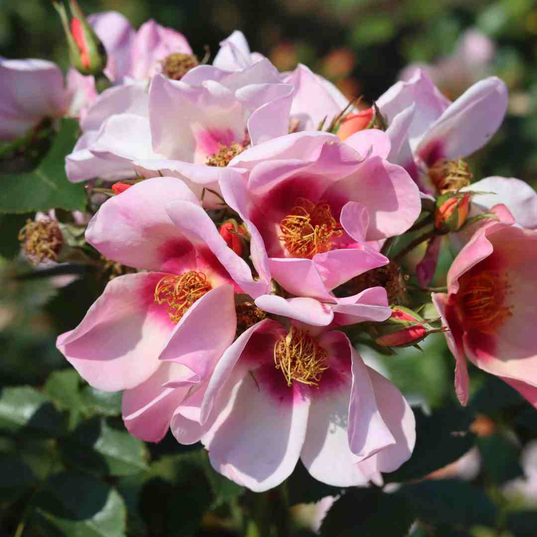 'For Your Eyes Only' Floribunda Rose - Image 4