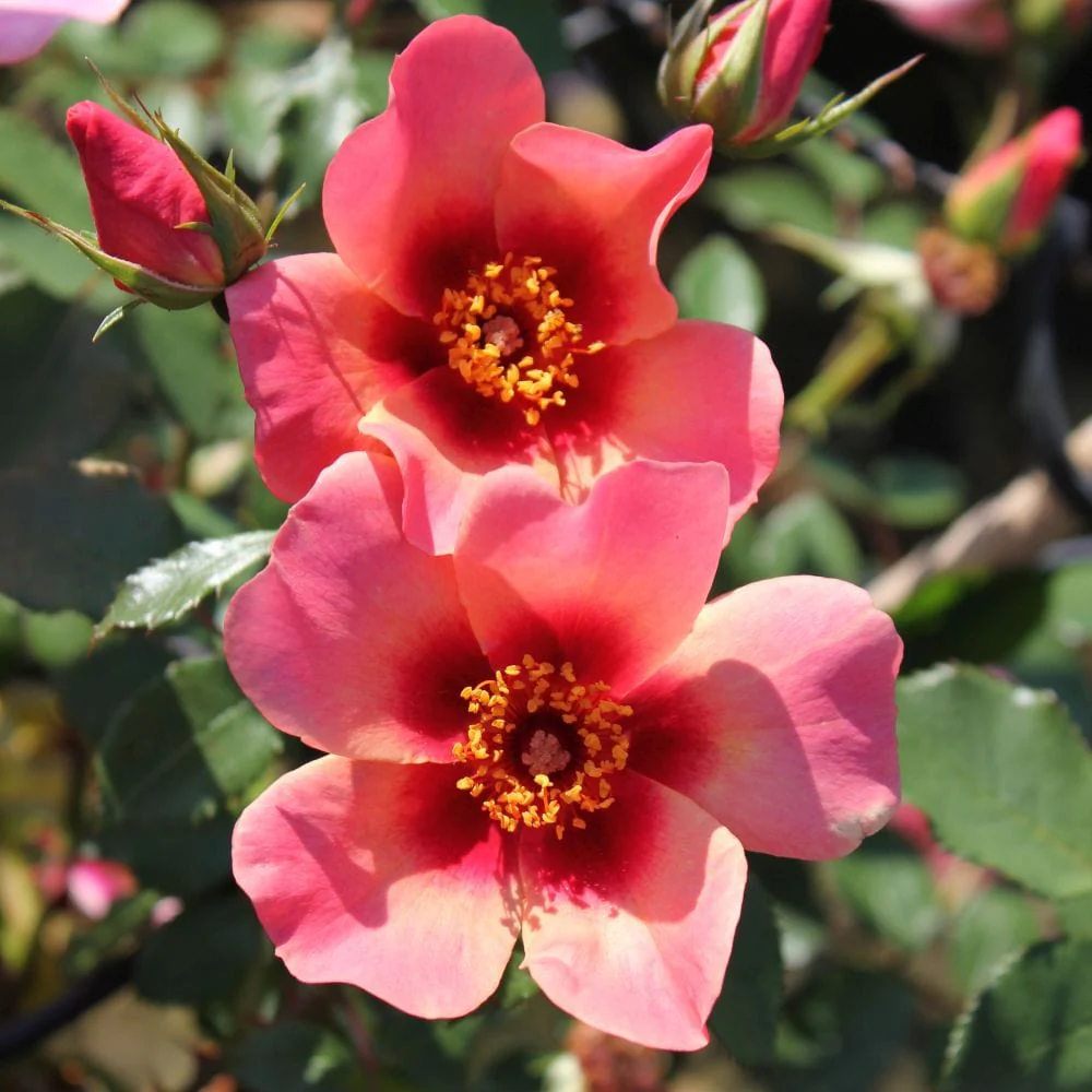 'For Your Eyes Only' Floribunda Rose - Image 5