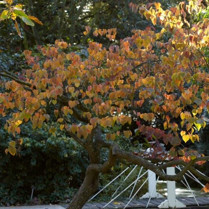 'Forest Pansy' Canadian Redbud Tree | Cercis canadensis - Image 4