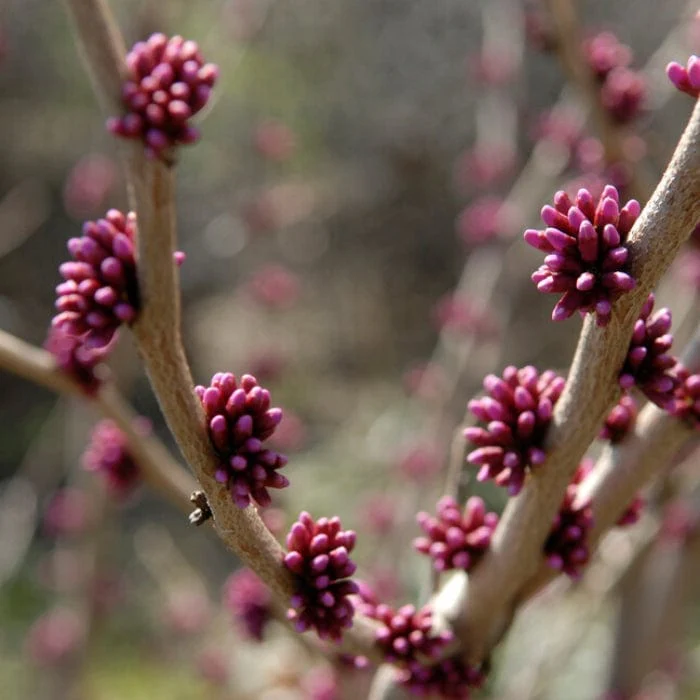 'Forest Pansy' Canadian Redbud Tree | Cercis canadensis - Image 5