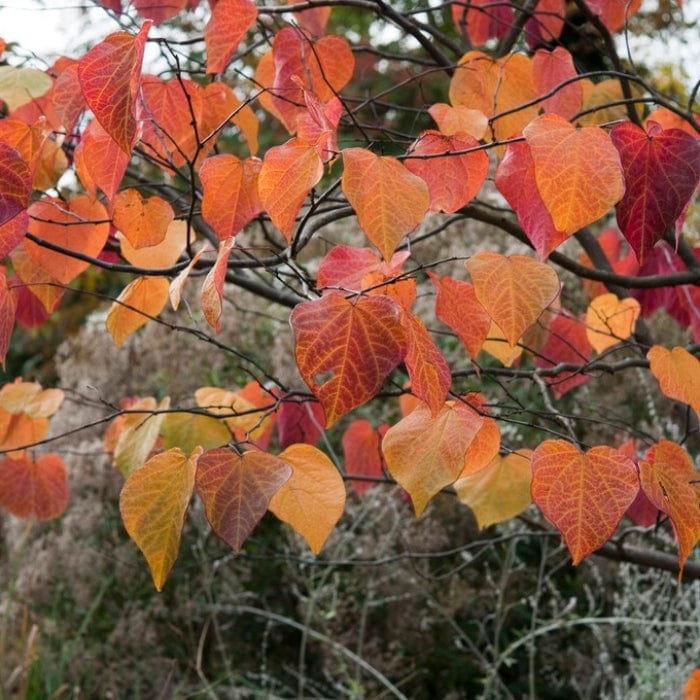 'Forest Pansy' Canadian Redbud Tree | Cercis canadensis - Image 6