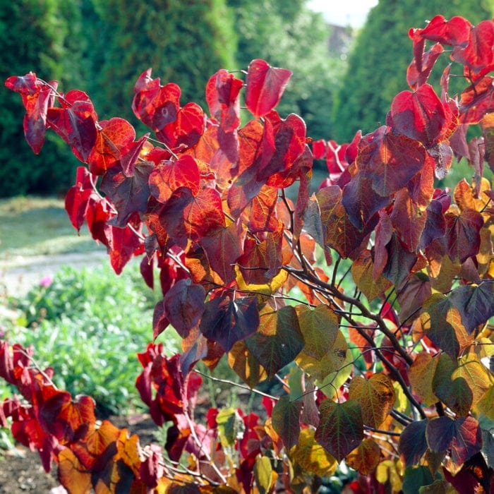 'Forest Pansy' Canadian Redbud Tree | Cercis canadensis - Image 7