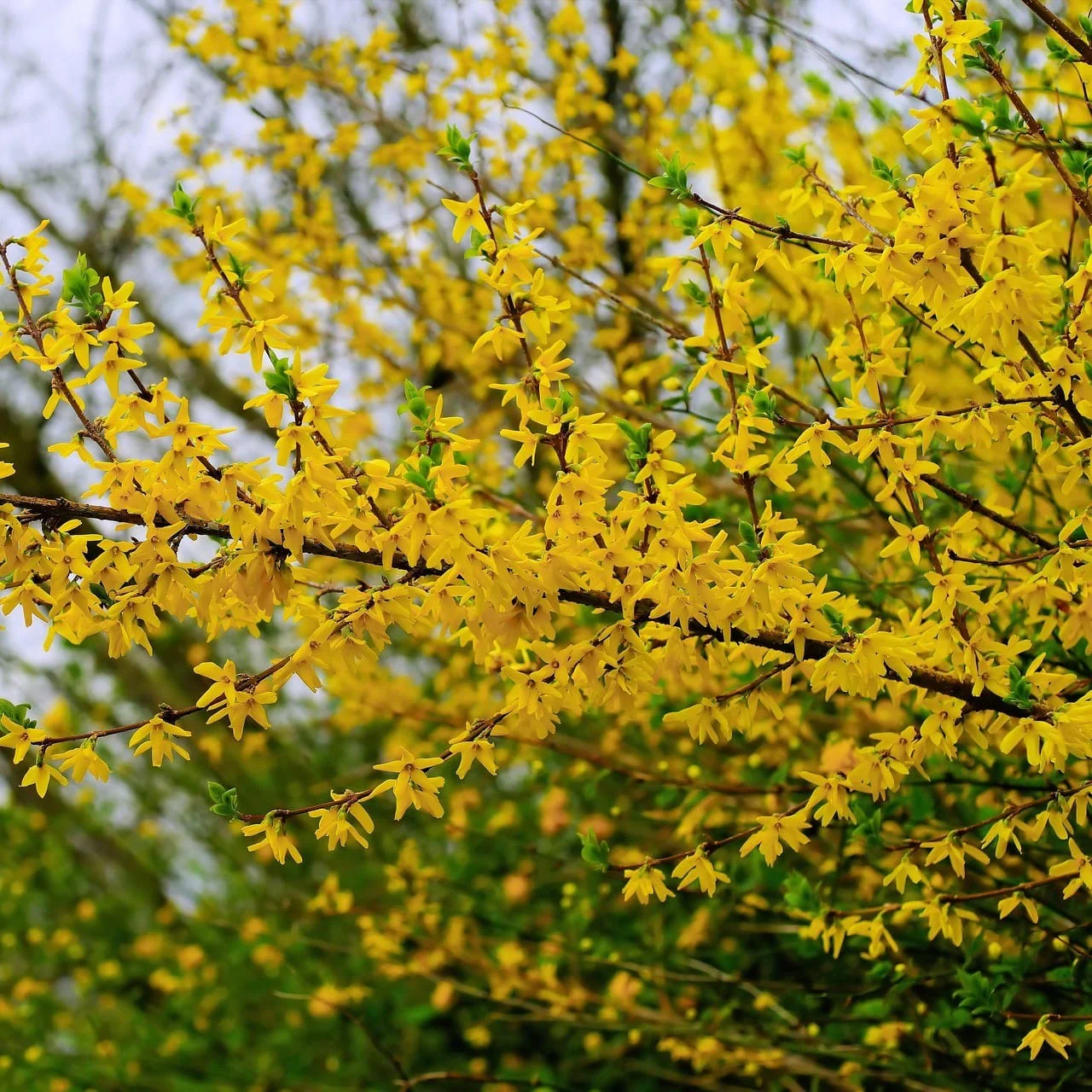 Forsythia 'Flojor'