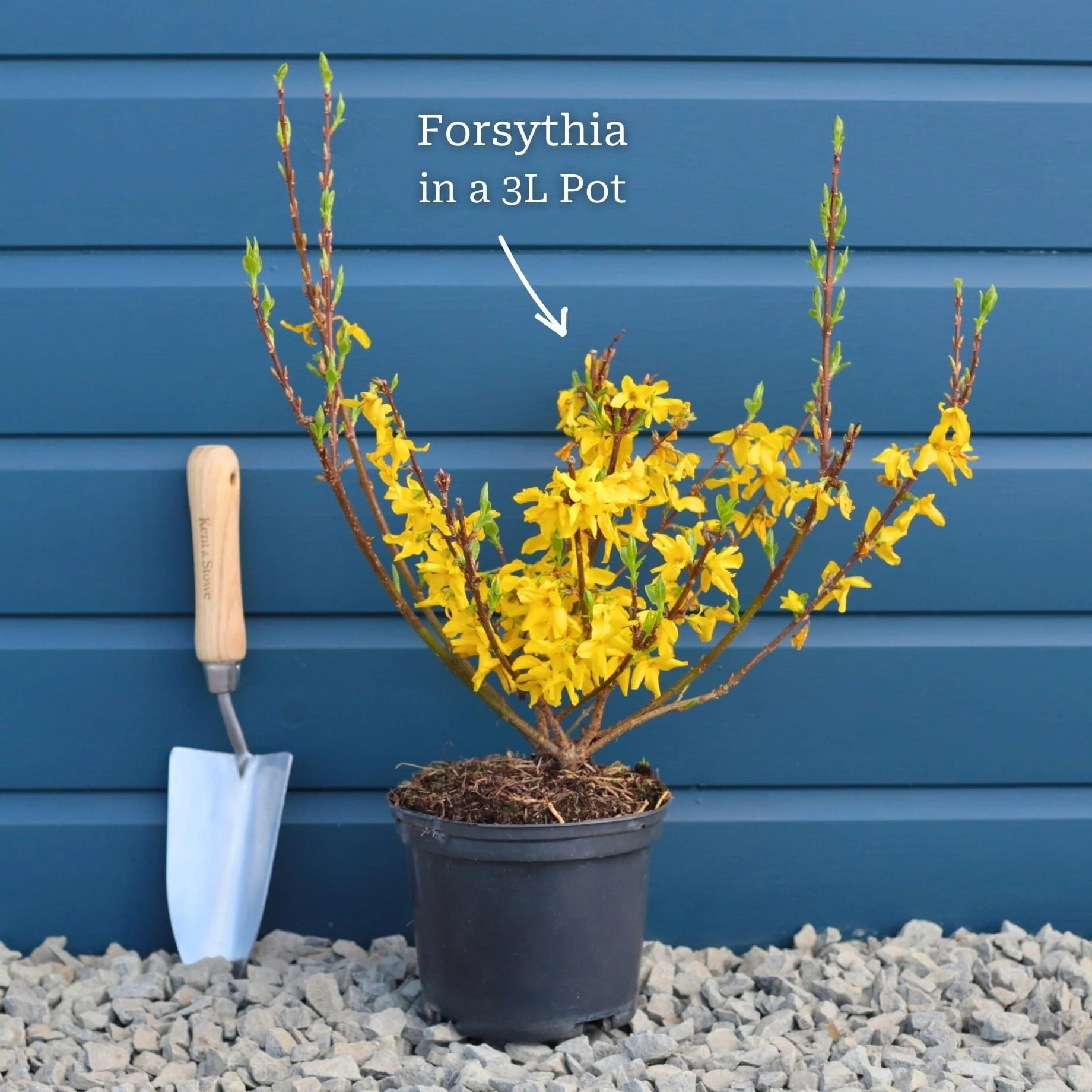 Forsythia 'Flojor' - Image 2