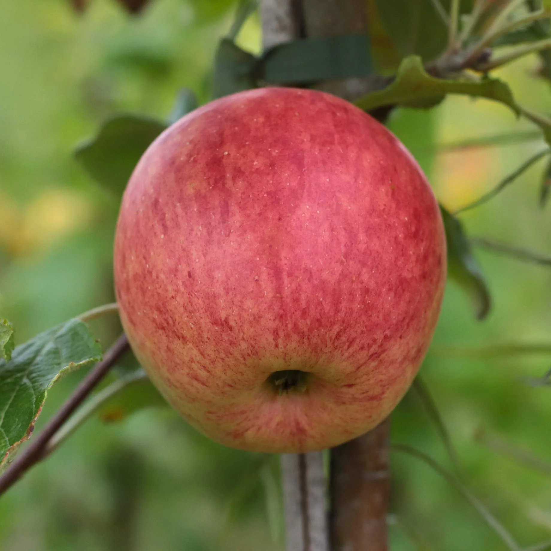 'Fortune' Apple Tree