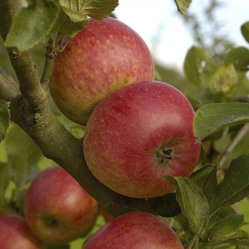 'Fortune' Apple Tree - Image 4