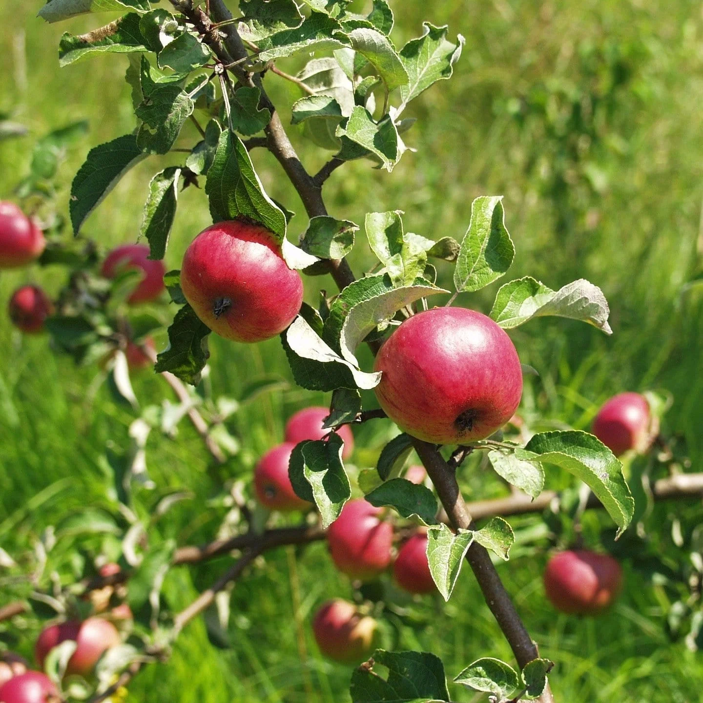 'Fortune' Apple Tree - Image 5