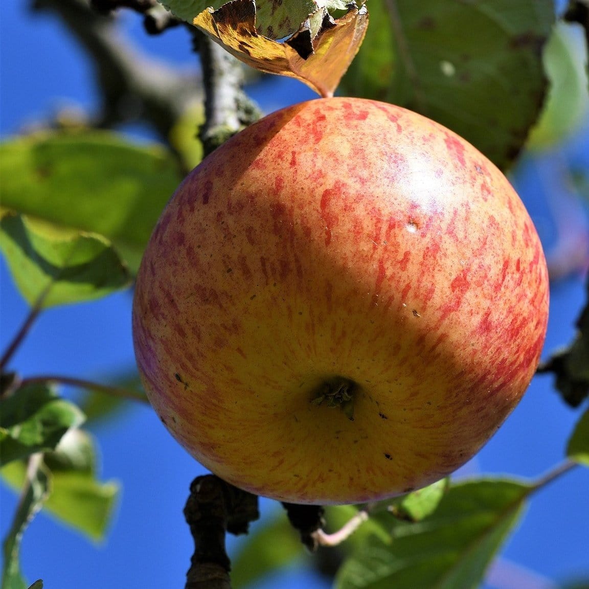 'Fortune' Apple Tree - Image 6