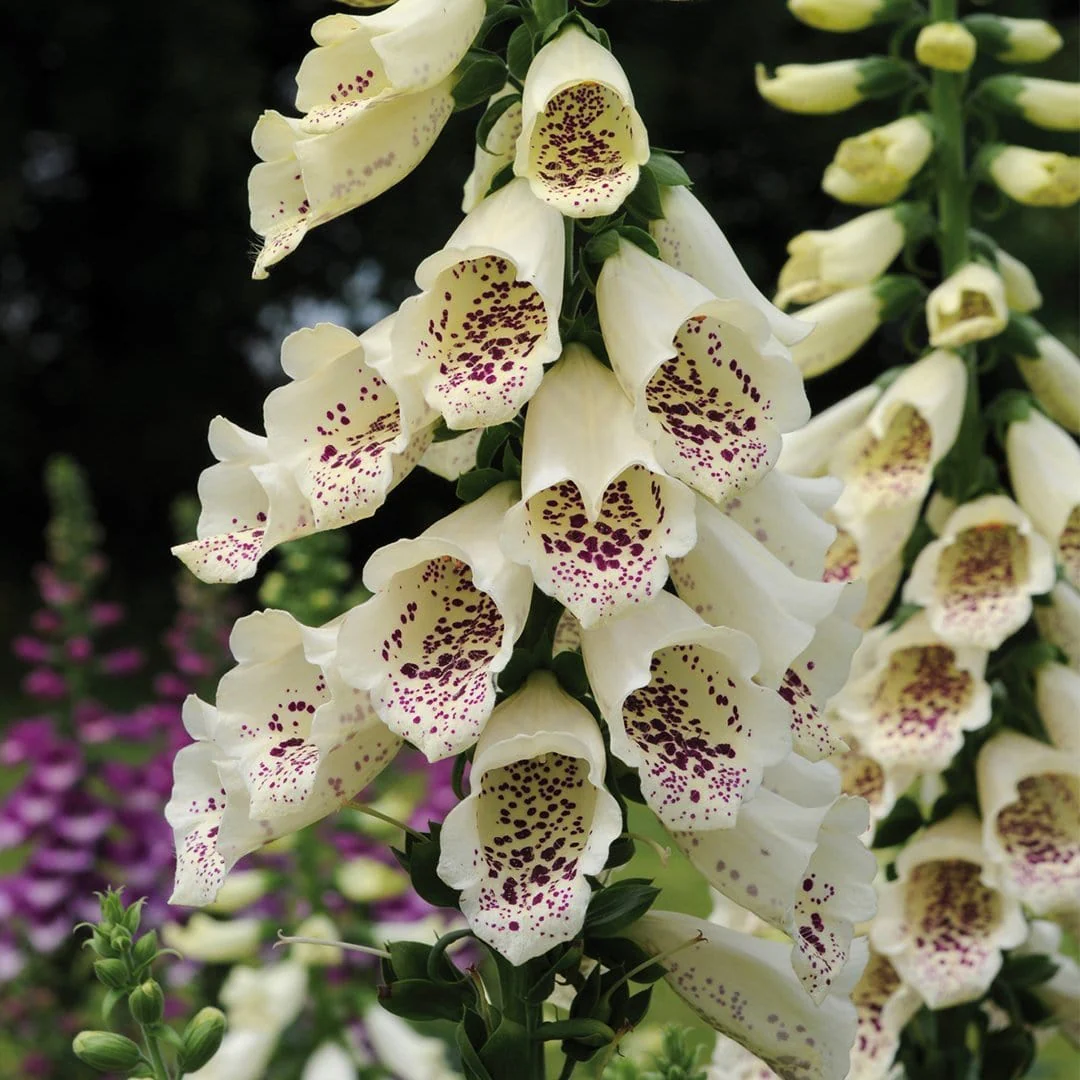 Cream Foxglove | Digitalis 'Dalmatian Cream' - Image 3