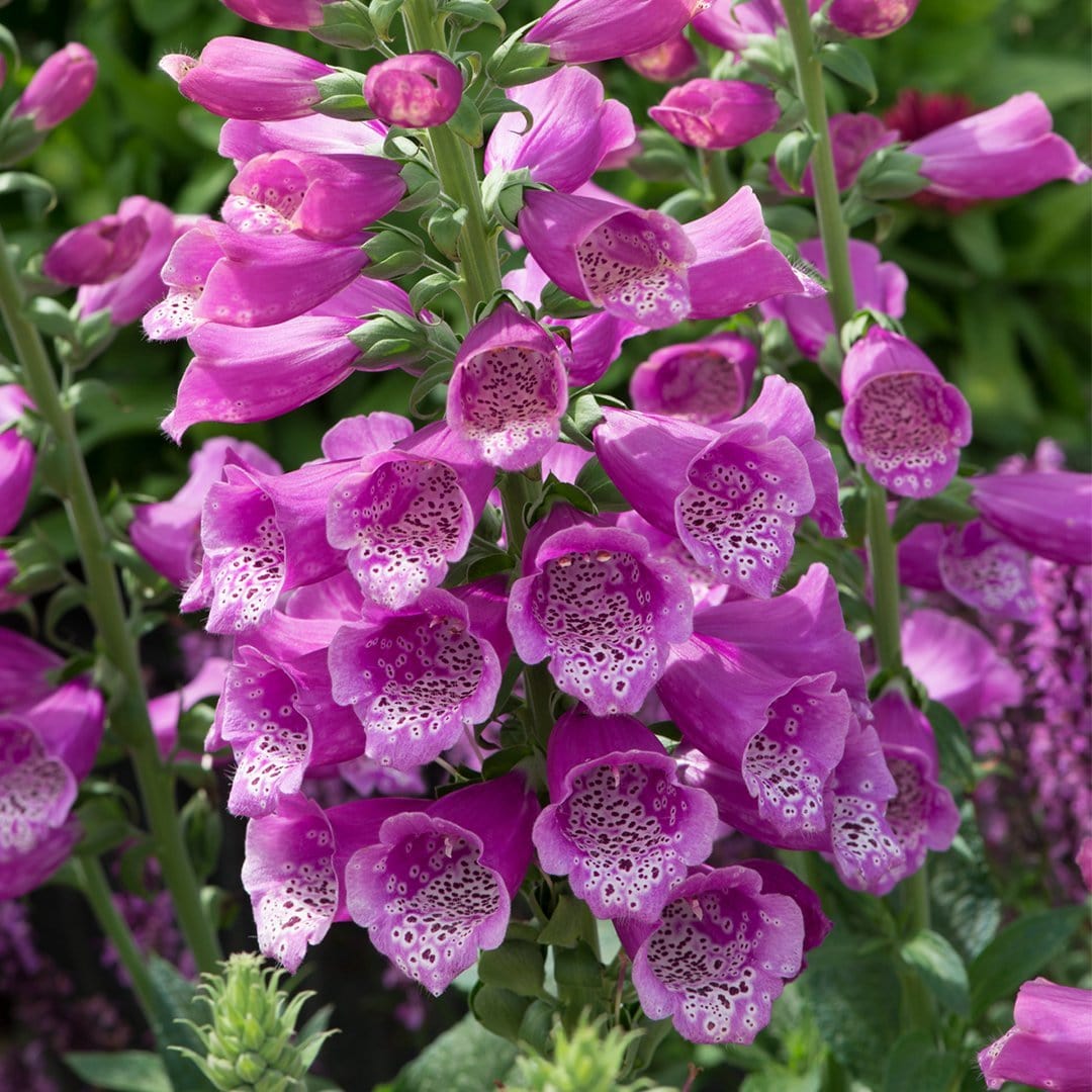 Purple Foxglove | Digitalis 'Dalmatian Purple' - Image 3