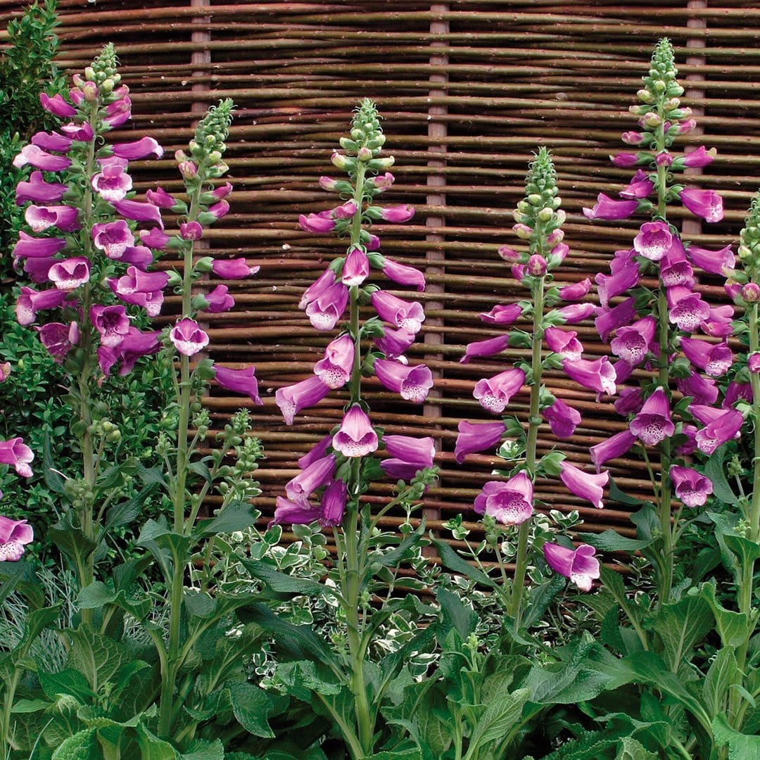 Purple Foxglove | Digitalis 'Dalmatian Purple' - Image 4