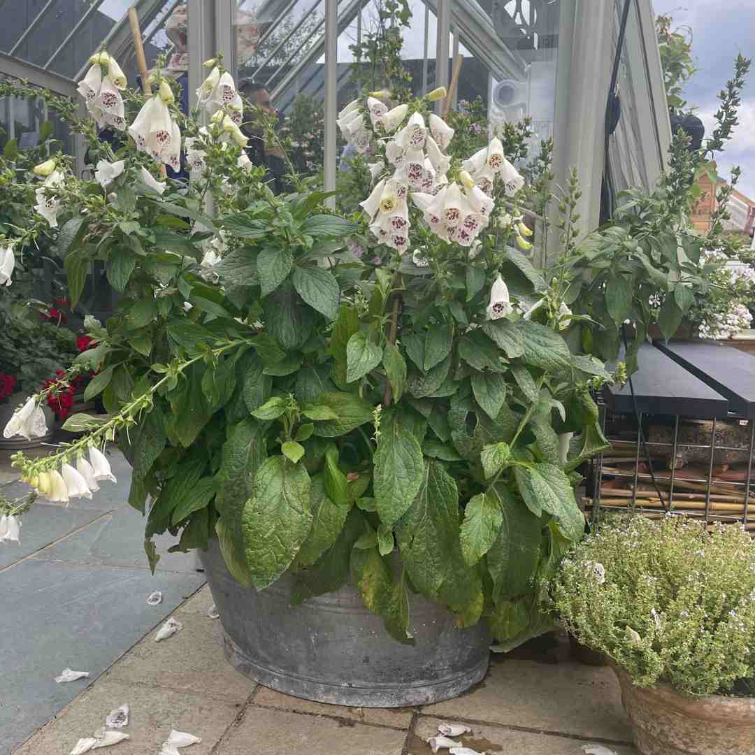 White Foxglove | Digitalis 'Dalmatian White' - Image 4