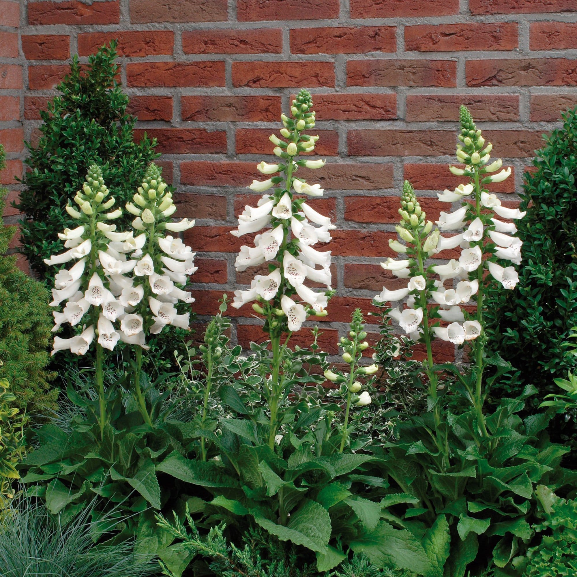 White Foxglove | Digitalis 'Dalmatian White' - Image 6