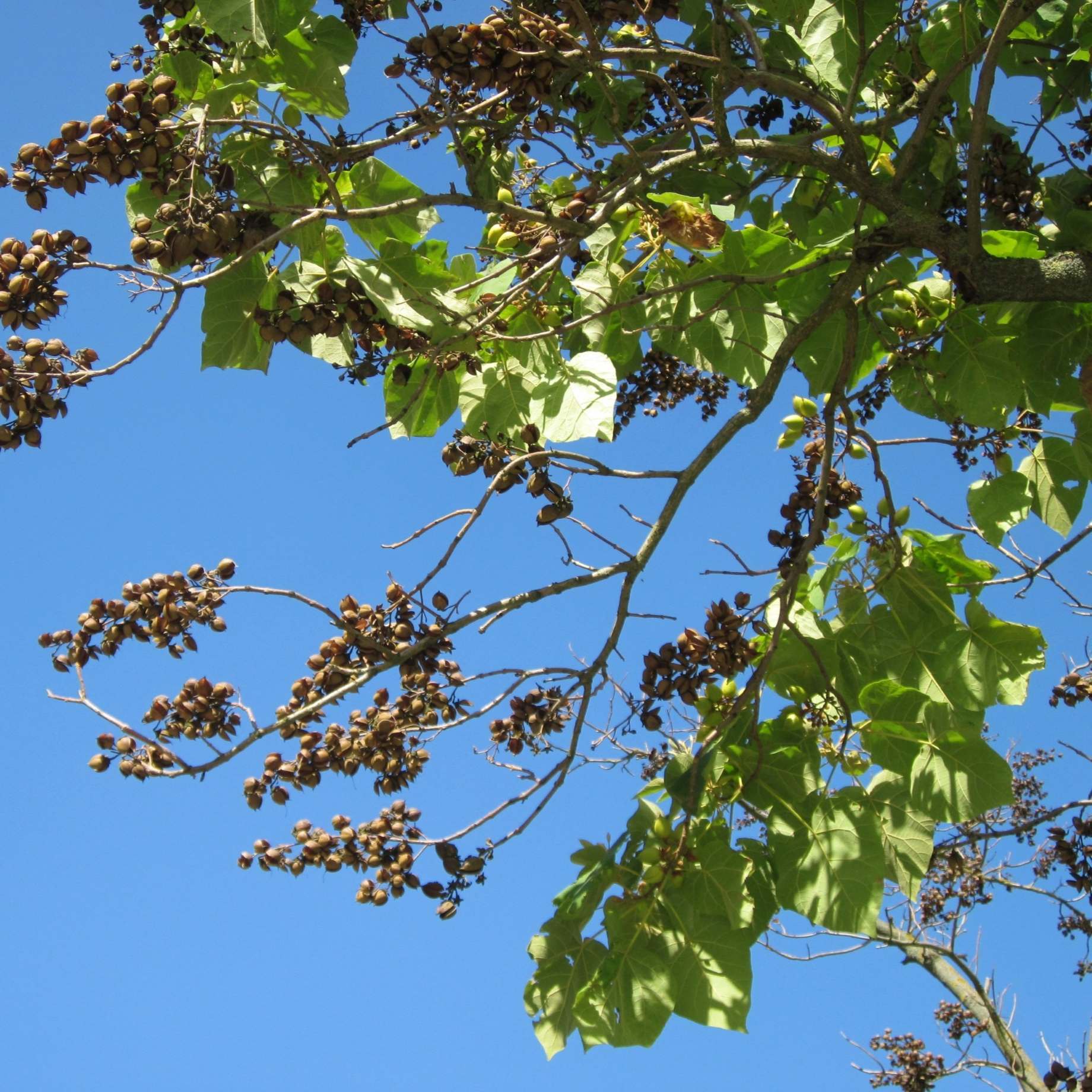 Foxglove Tree | Paulownia tomentosa - Image 5