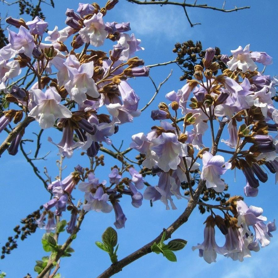 Foxglove Tree | Paulownia tomentosa - Image 8