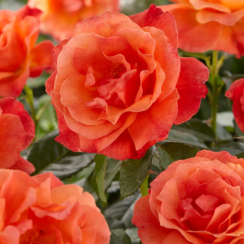 Fragrant Rose Collection - Image 5