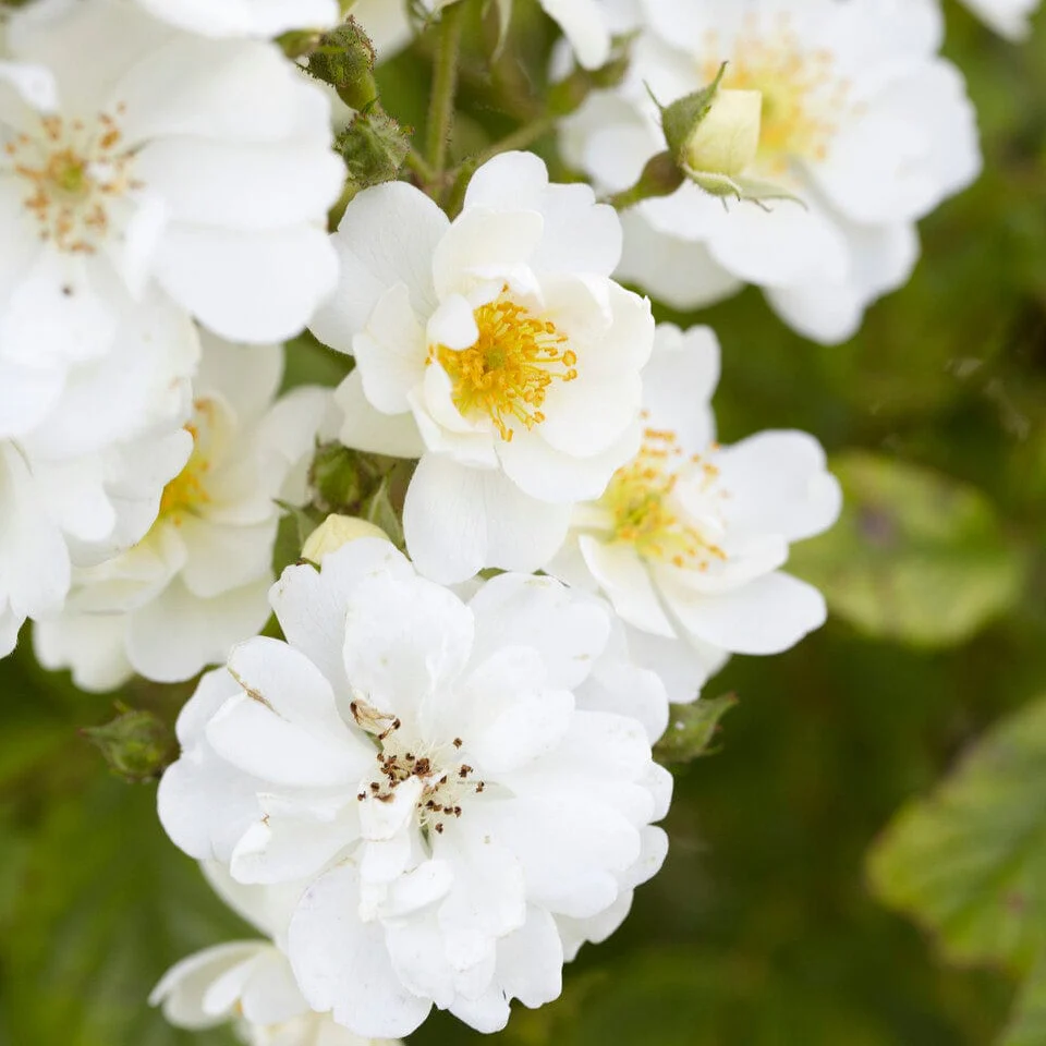 Fragrant Rose Collection - Image 6
