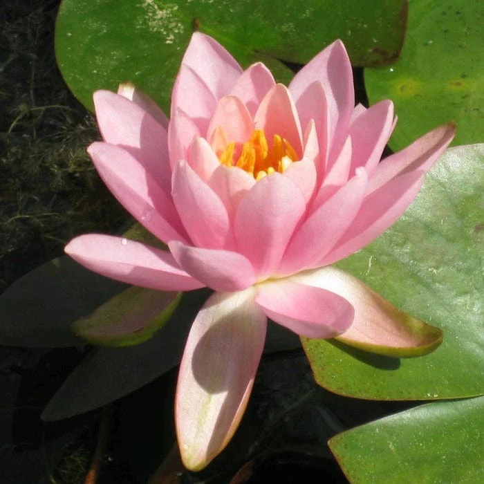 Fragrant Water Lily | Nymphaea odorata 'Firecrest'