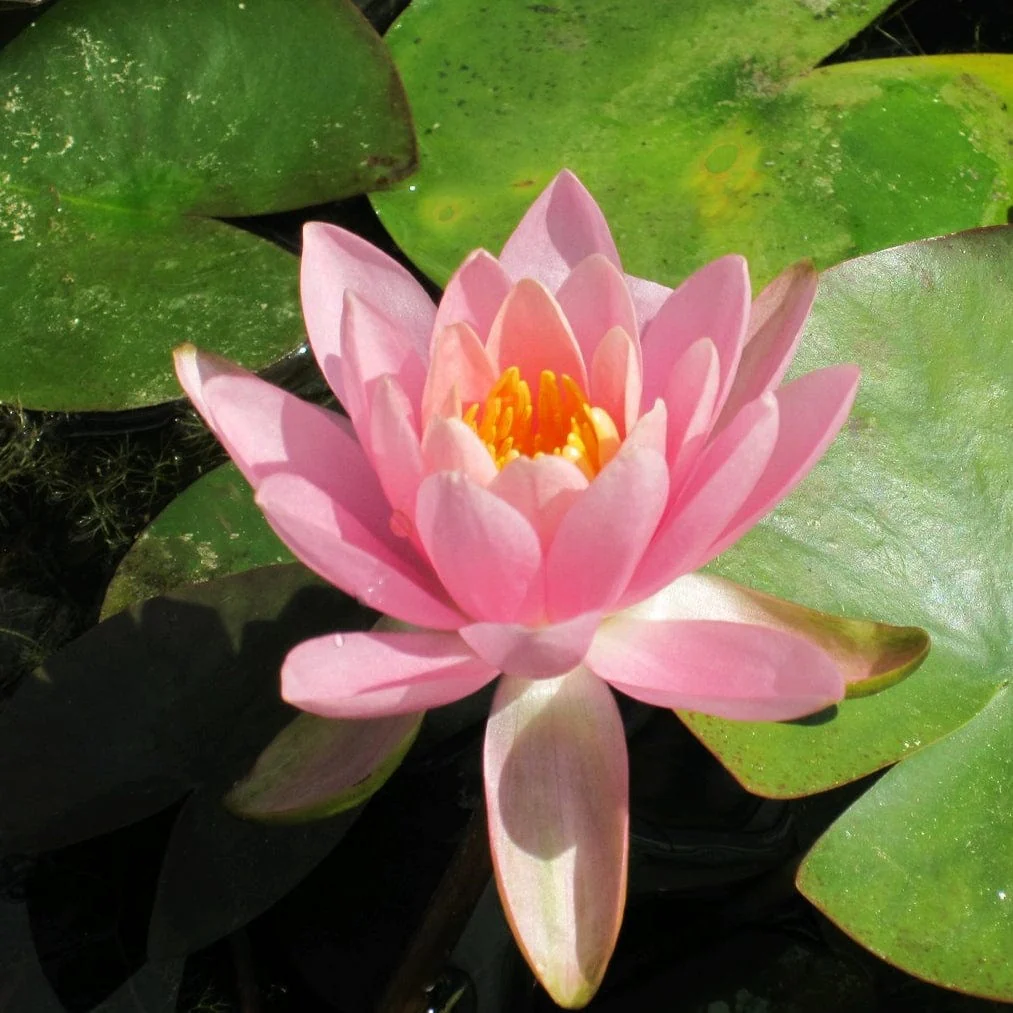 Fragrant Water Lily | Nymphaea odorata 'Firecrest' - Image 2