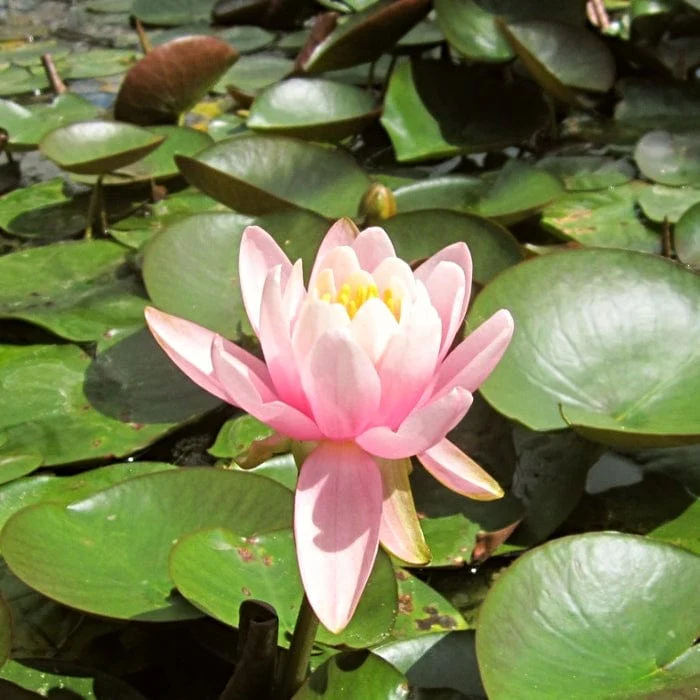Fragrant Water Lily | Nymphaea odorata 'Firecrest' - Image 3