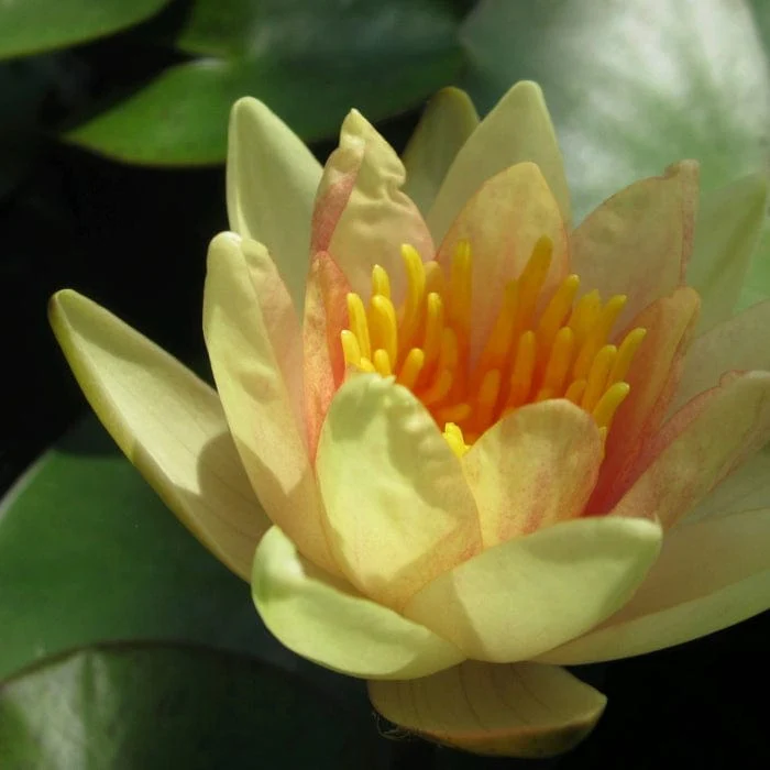 Fragrant Water Lily | Nymphaea 'Sioux' - Image 6