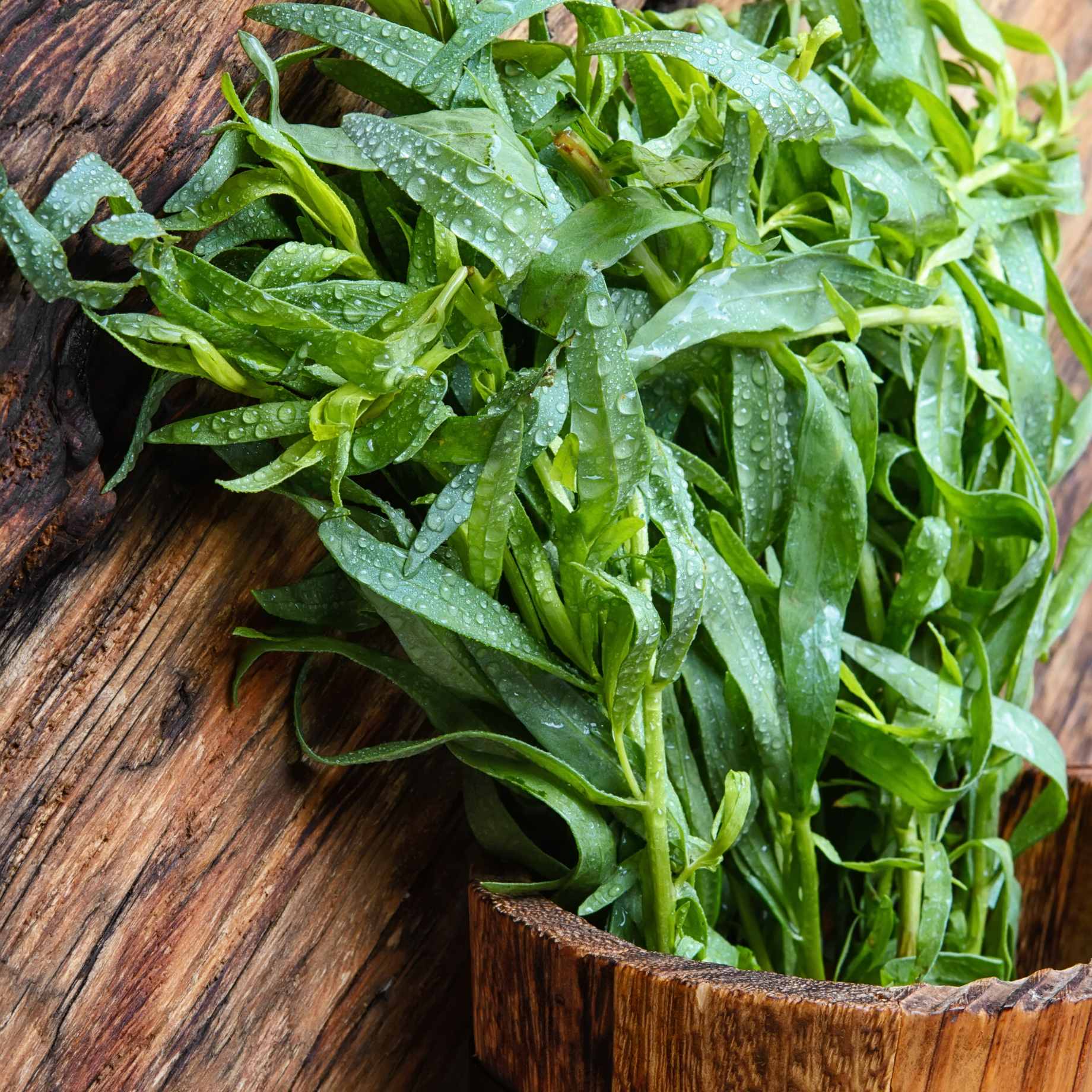 French Tarragon Plant - Image 2