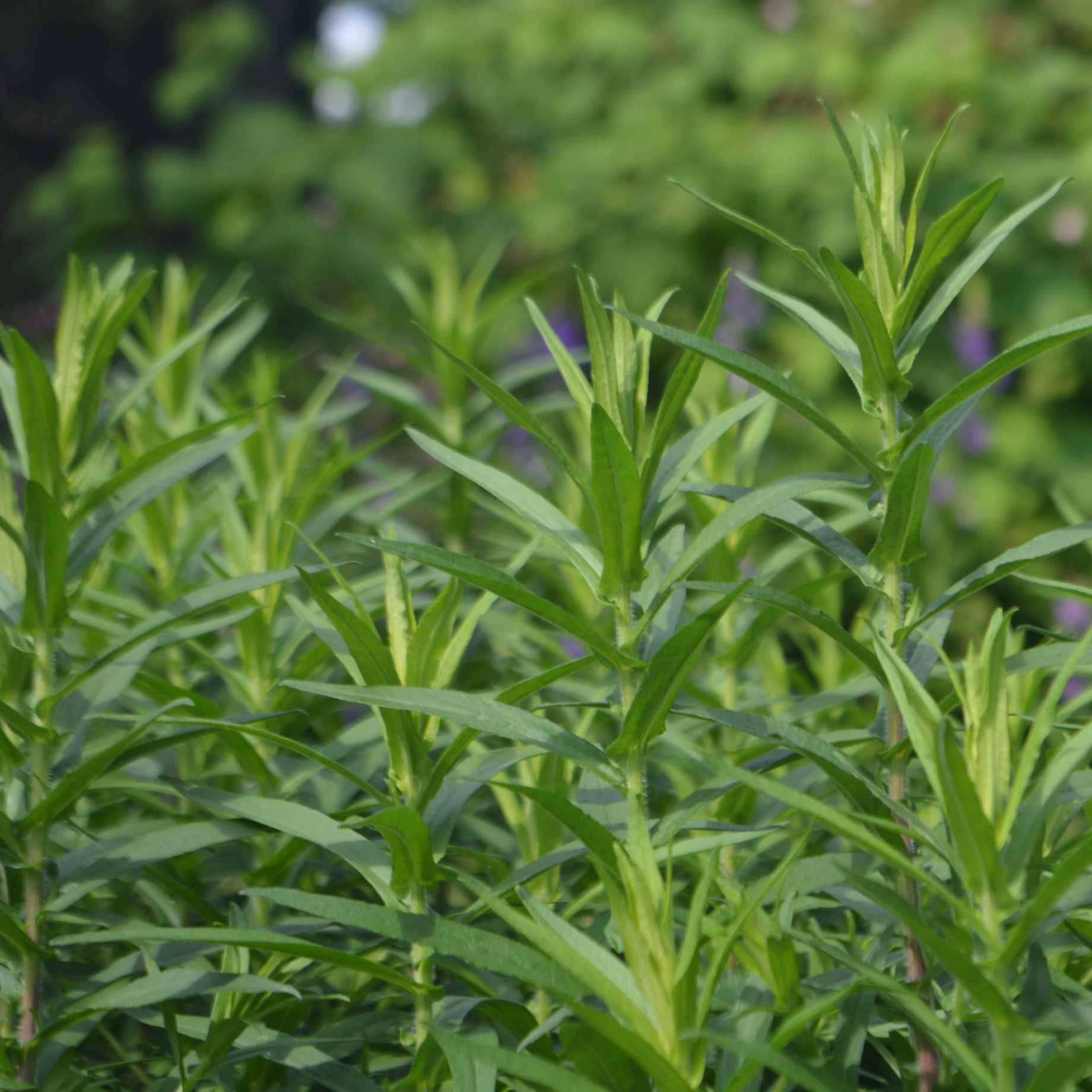 French Tarragon Plant - Image 3