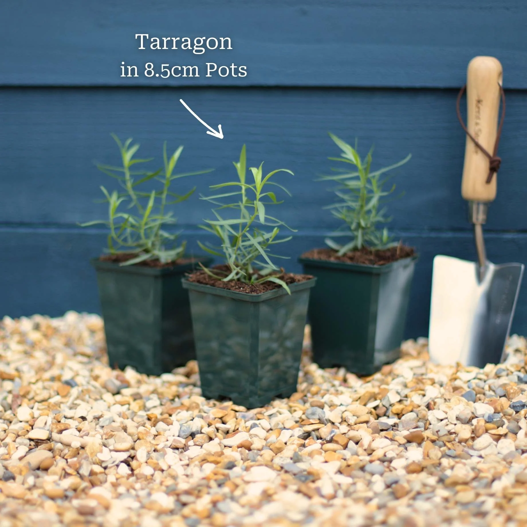 French Tarragon Plant - Image 5