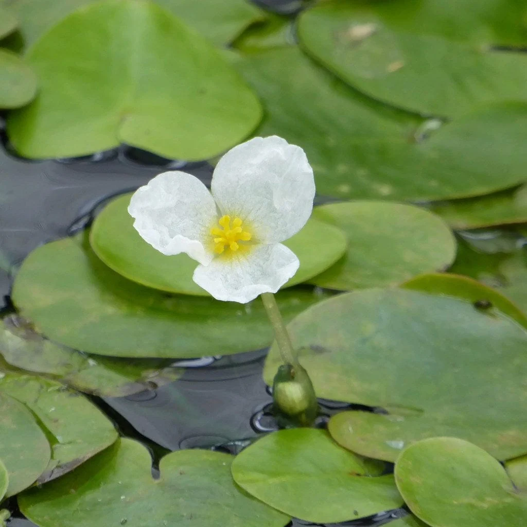 Frogbit Plants