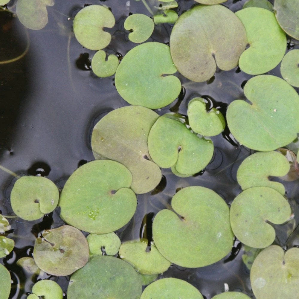 Frogbit Plants - Image 6