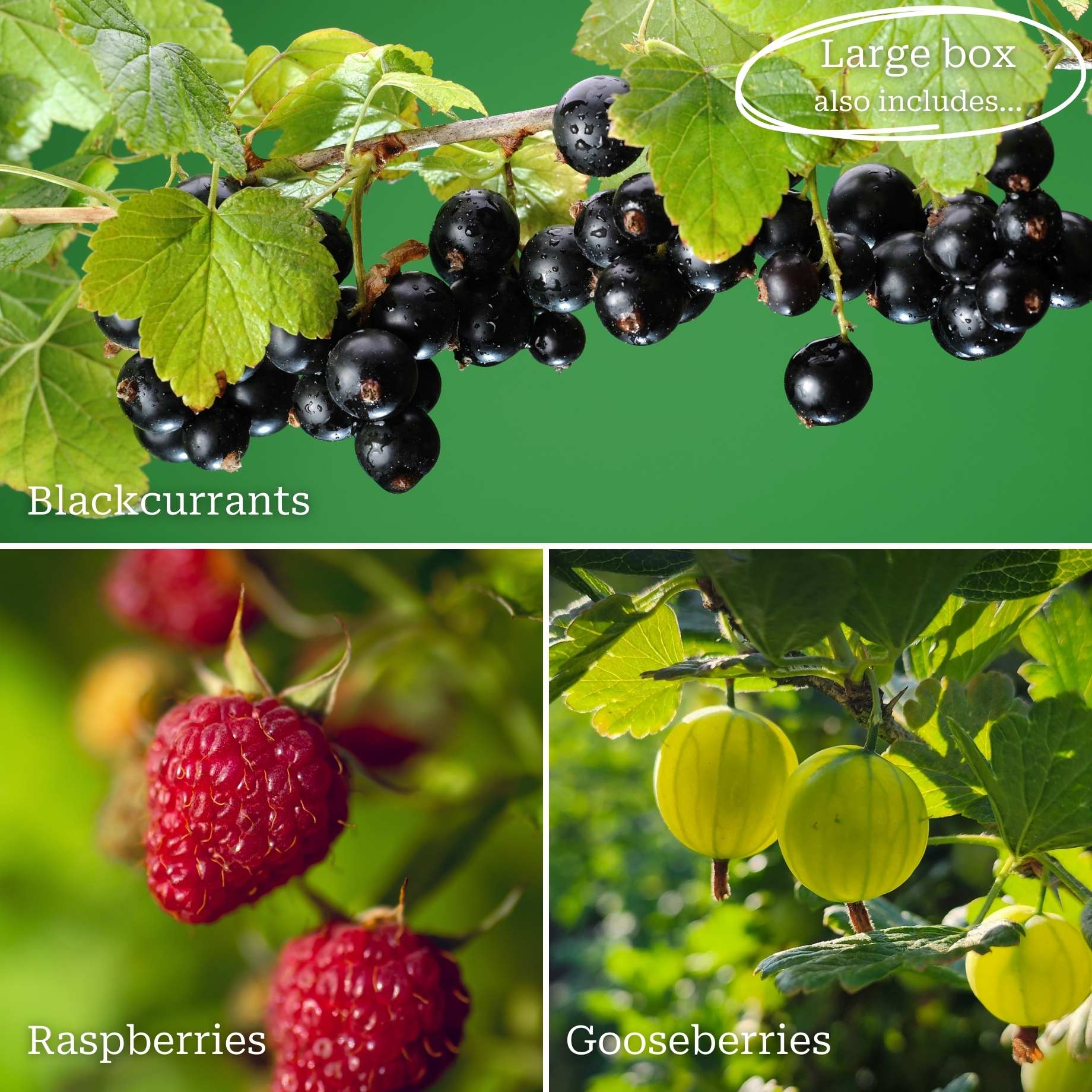 Fruit Plants for Beginners | Allotment in a Box - Image 3