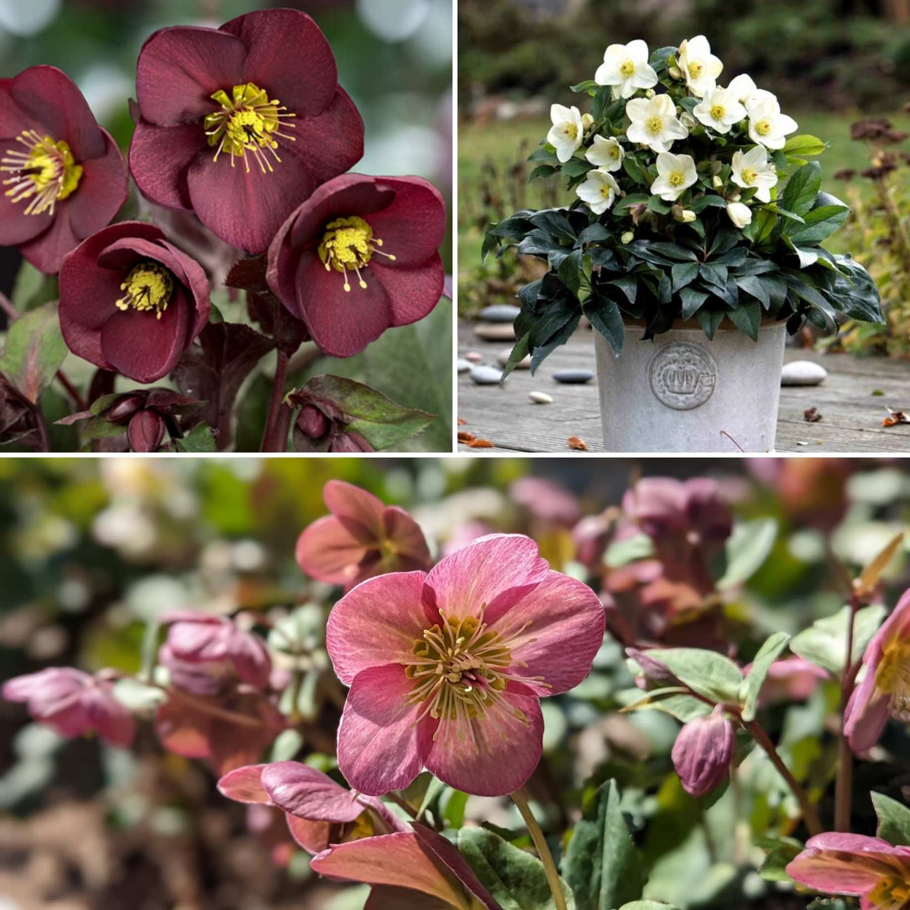 Full Season Hellebore Collection | Hellebore Gold Collection®