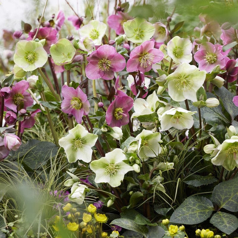 Full Season Hellebore Collection | Hellebore Gold Collection® - Image 2