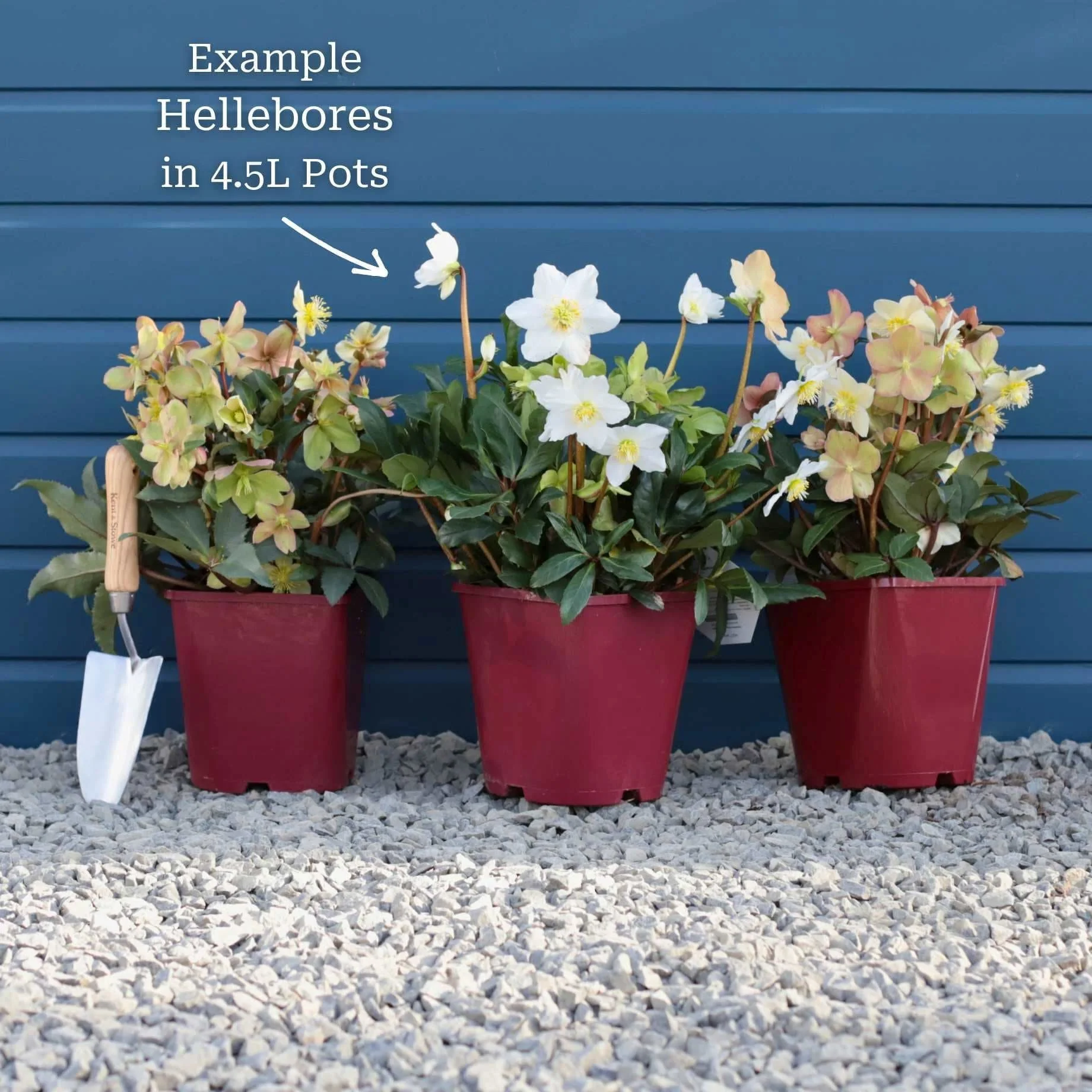 'Jesse' Christmas Rose | Hellebore Gold Collection® - Image 3