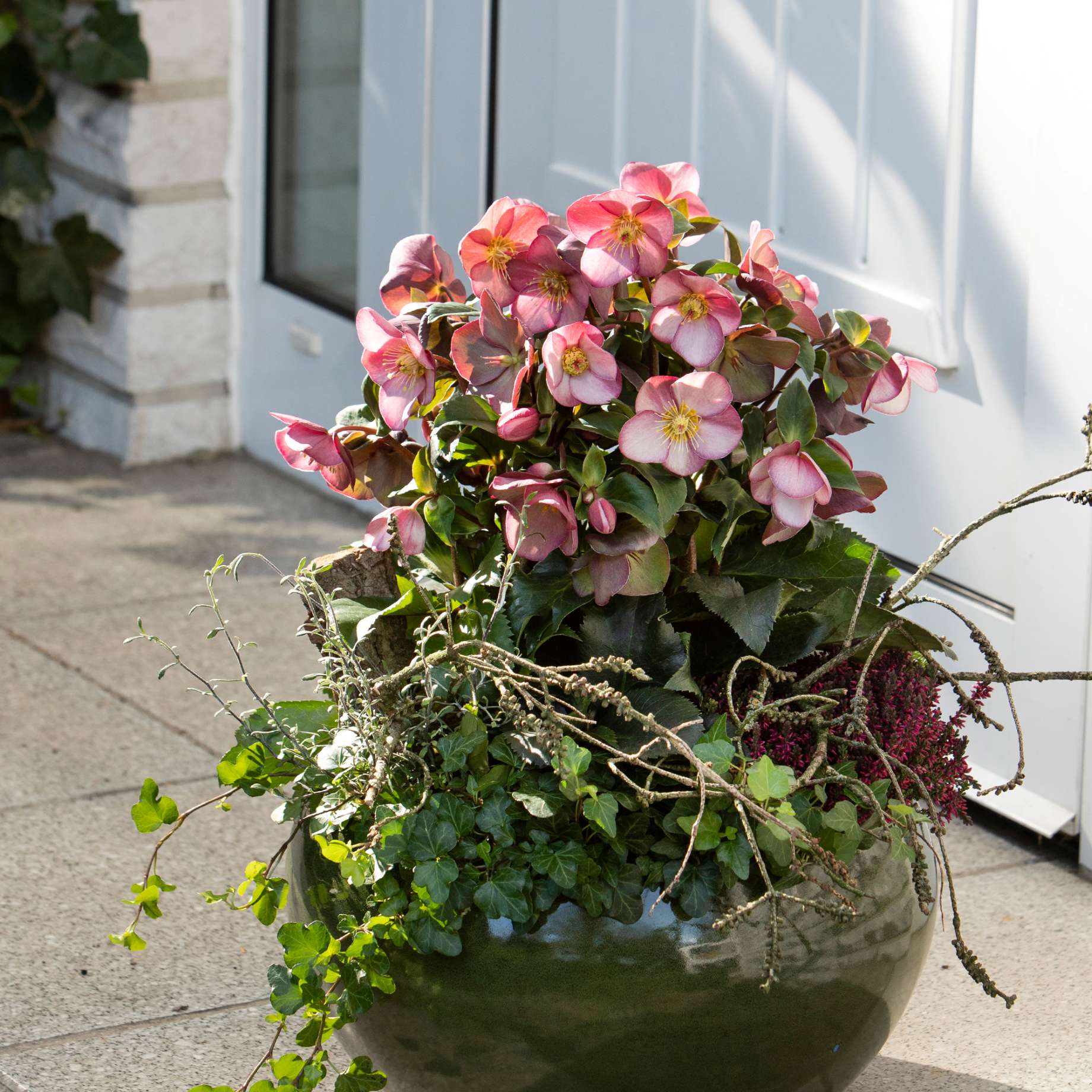 'Early Rose' Snow Rose | 'Ice N' Roses®' Series | Hellebore Gold Collection®