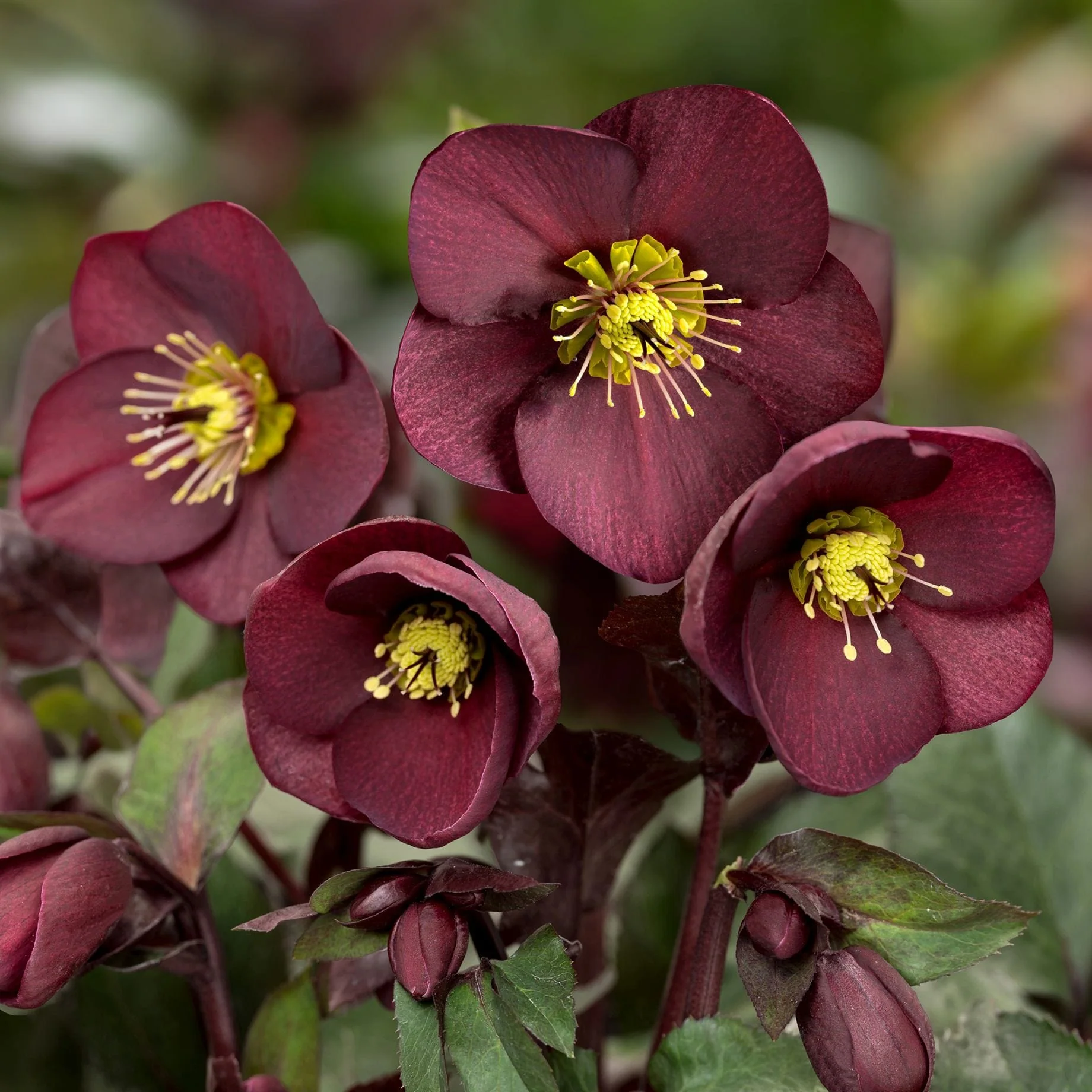'Merlot' Snow Rose | 'Ice N' Roses®' Series | Hellebore Gold Collection®