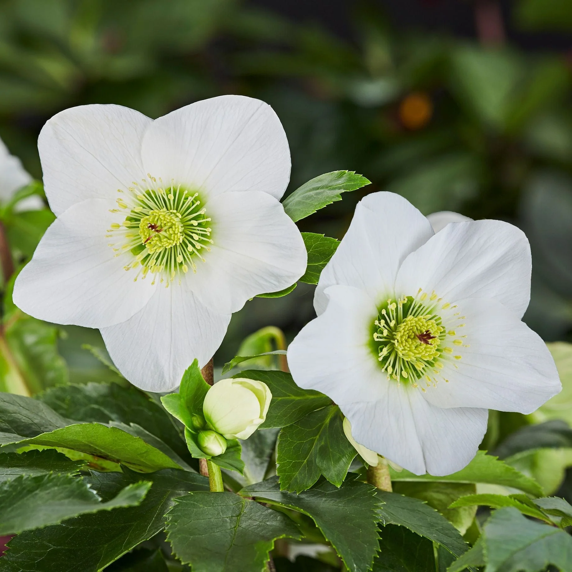 'Lisann' Helleborus x Lemperii | Hellebore Gold Collection®