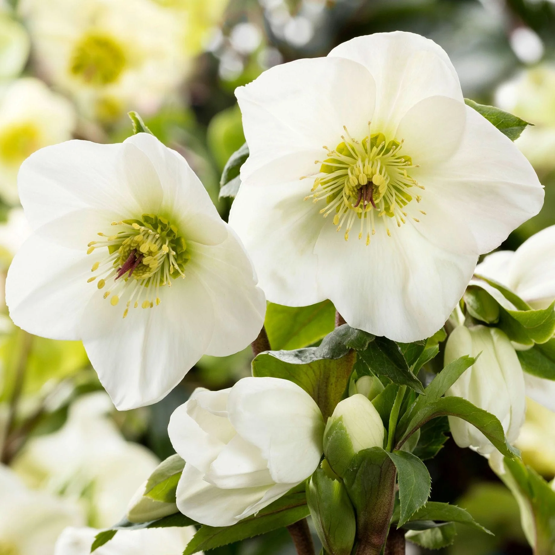 'White' Snow Rose | 'Ice N' Roses®' Series | Hellebore Gold Collection® - Image 2