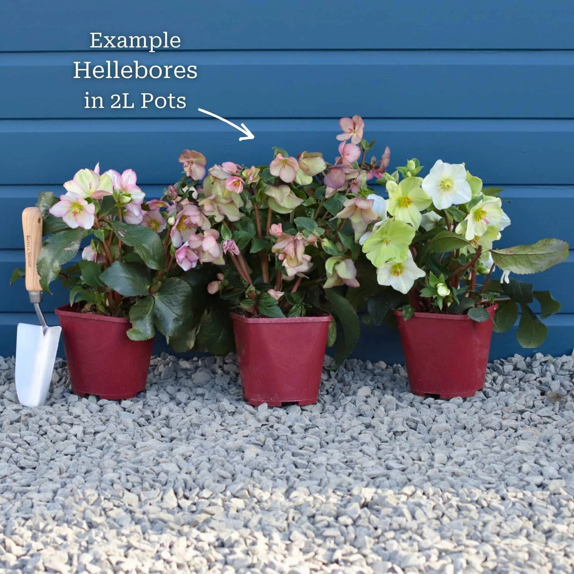 'Liara' Helleborus x Lemperii | Hellebore Gold Collection® - Image 3